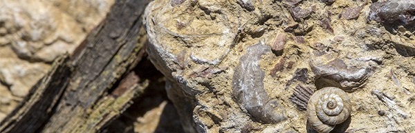 Kimmeridgian Limestone Chablis