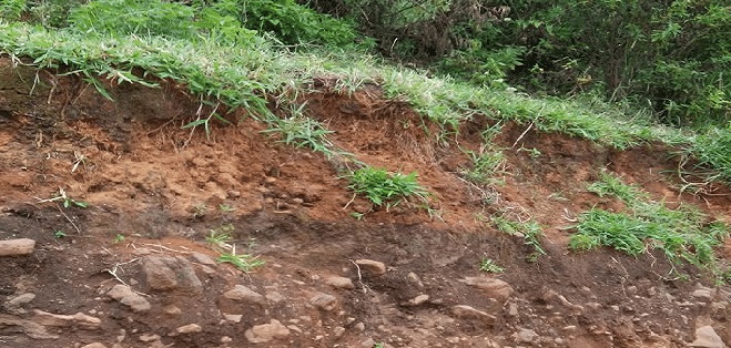 Colluvial Soil