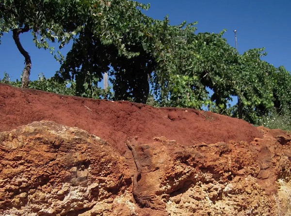 Conavarra Soil