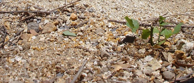 Granite Soil