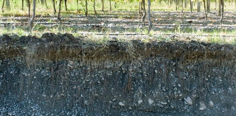 Vineyard Soil