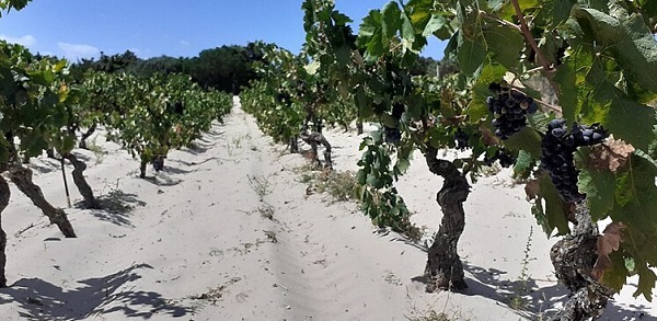 Vineyard on a sandy soil