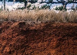 Soil