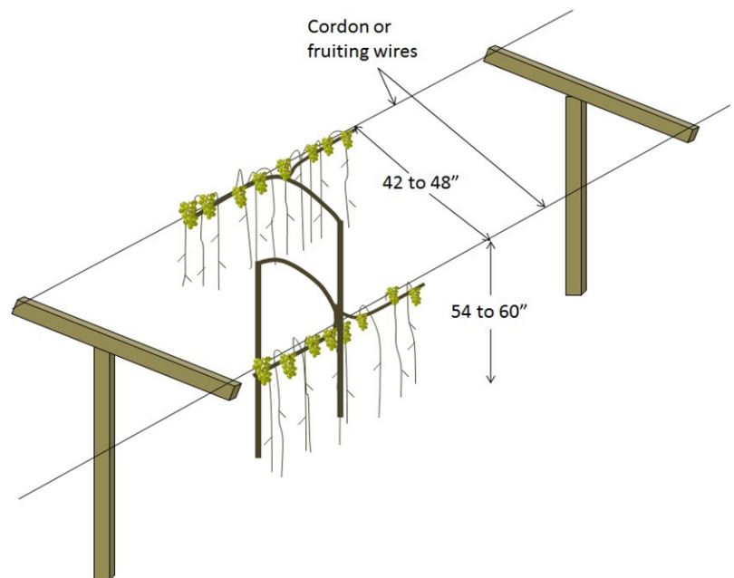 Trellising