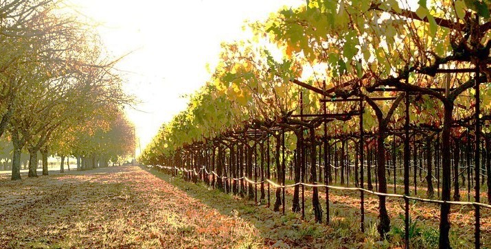 Napa Vallet Lyre Trellising