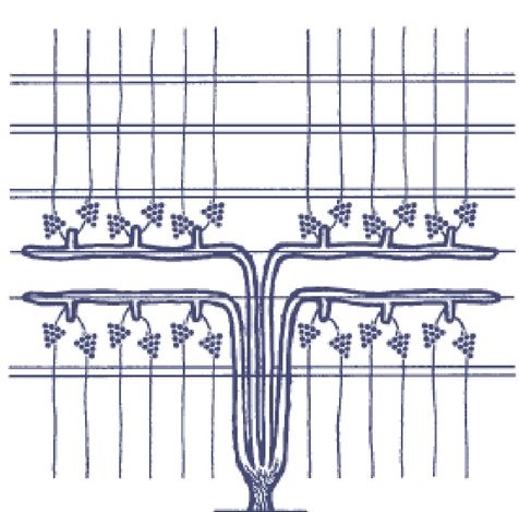 Trellising