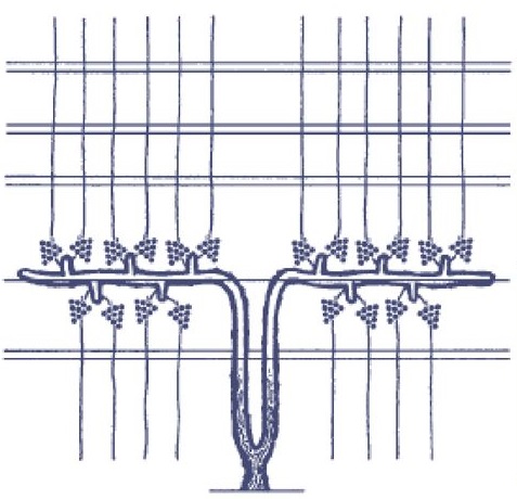 Trellising