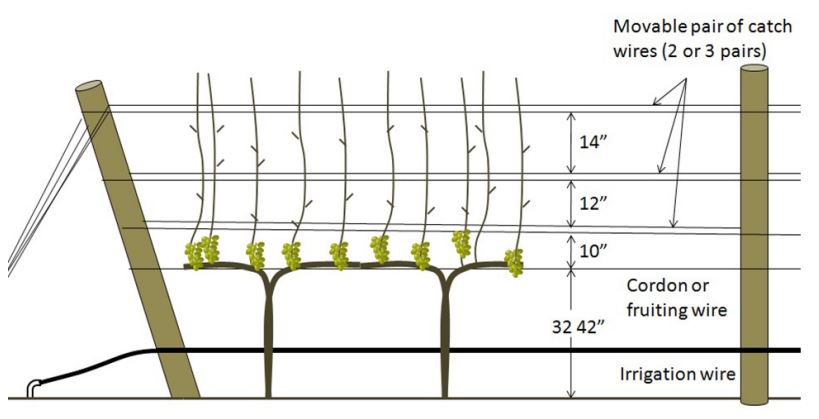 VSP System