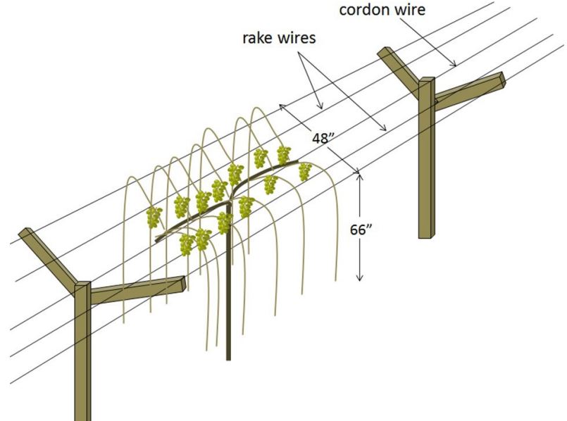 Trellising