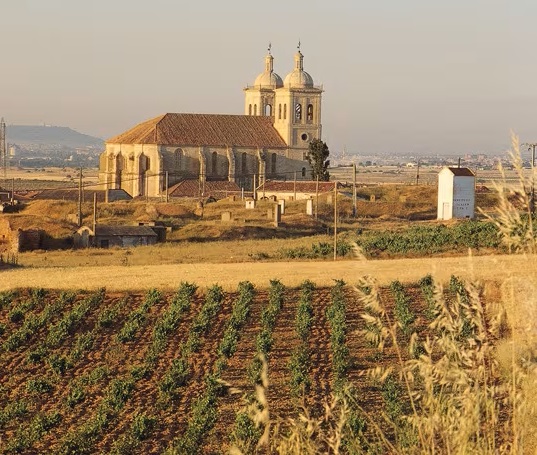 Vineyard Cingales