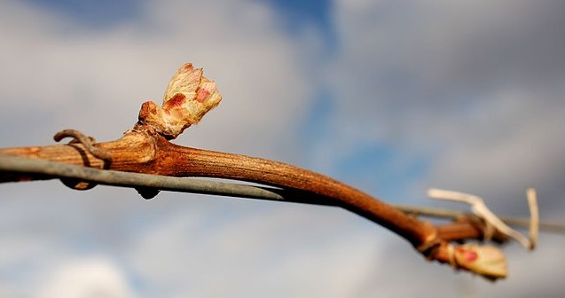 Bud Break