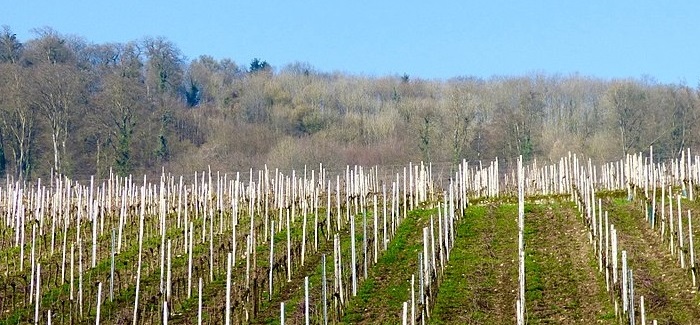 Winter Dormancy