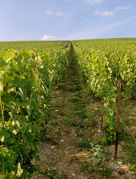 Champagnevineyards