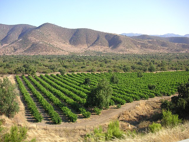 Vineyard in Chile