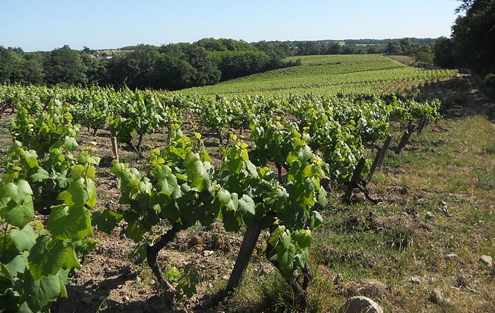 Muscadet vineyard