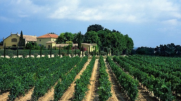 Spanish Vineyard