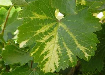 Fanleaf Virus