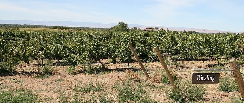 Riesling vineyard in Rattlesnake Hills