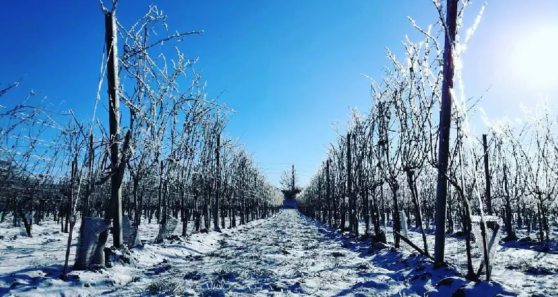 Winter Dormancy