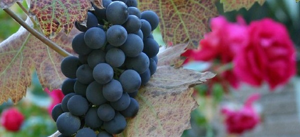 Zinfandel Cluster